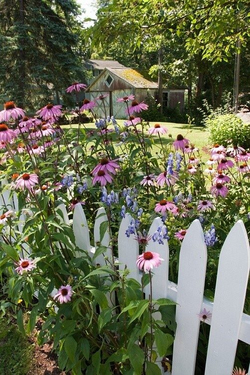 Blurring fence lines with echinacea. A good idea for the back fence line.