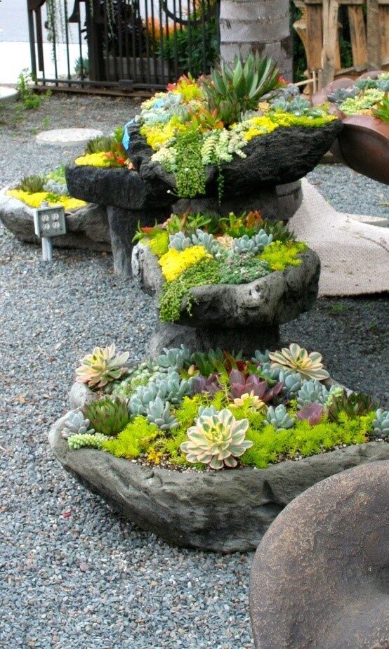 Succulent rock garden