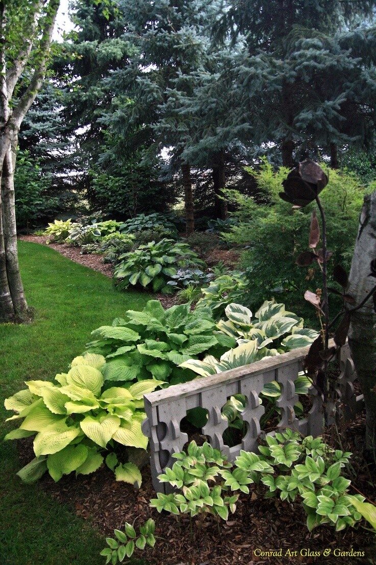 Hosta garden
