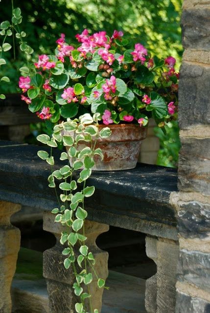 Potted begonias