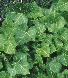 English-ivy for landscaping