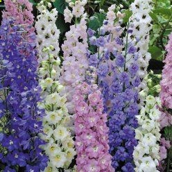 Delphinium – Pacific Giants Mix – GardenPost…Got it, Burpee brand at Lowes
