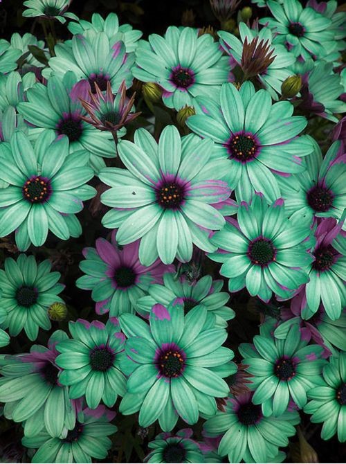 Seafoam daisies…I have never seen this color before, but now I want them!