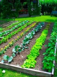 Gardening tips for the beginning gardener