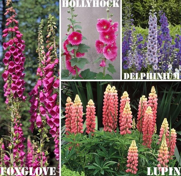 Good Landscaping Plants For Oklahoma | Biennials (Plant in spring or summer of one year and they flower the …