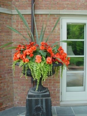 Back Door Container Garden