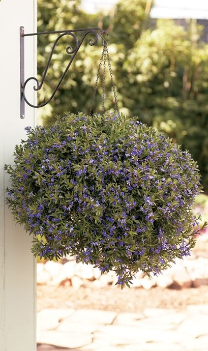 Scaveola Whirlwind Blue Heat and drought tolerant plants; blooms all season; low maintenance