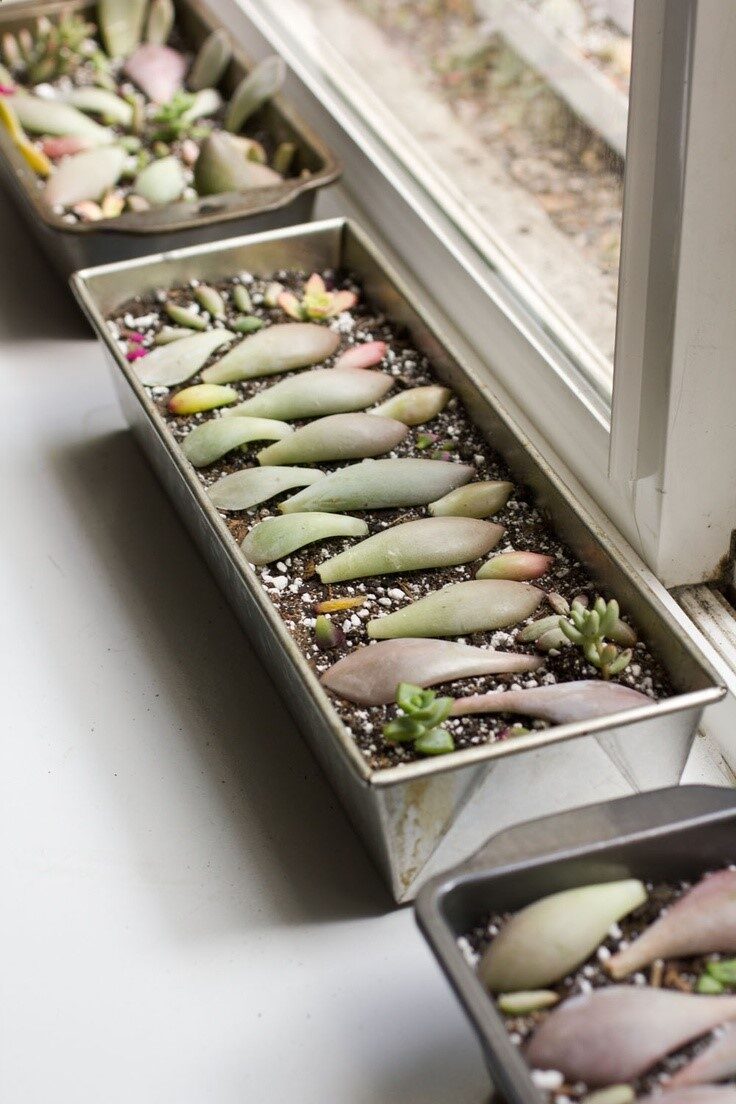 Rooting Succulent Leaf Cuttings with Honey,. this is an excellent site for learning succulent care!