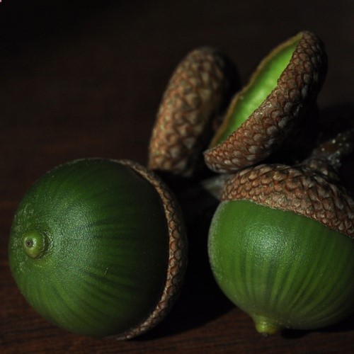 acorn love ~