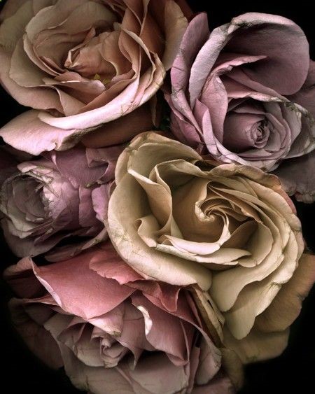 Roses