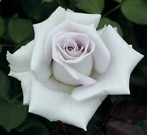 Stainless Steel rose from Weeks roses. Description says it is like Sterling Silver (which smells SO good) but easier to care for with longer lasting flowers.
