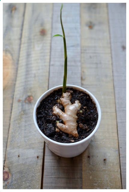 Grow Your Own Ginger At Home!