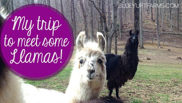 Cute llama photos AND why you might need a llama for your homestead!
