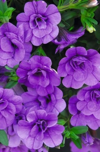 Million Bells ~ Mini Famous series Amethyst Calibrachoa