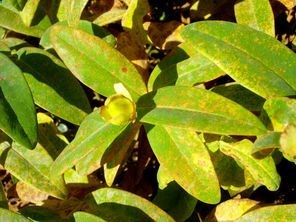 Dealing with Hypericum rust that causes brown spots St. Johns wort | The Seattle Times