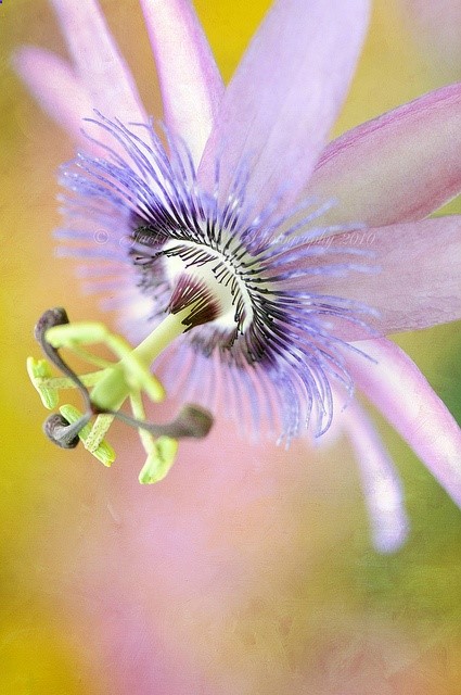 Summer Passion by Jacky Parker