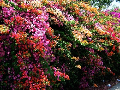 Multicoloured Bougainvillea Fenceline