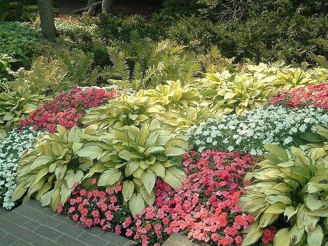 Hosta Garden
