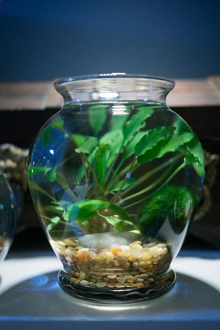 A small water garden