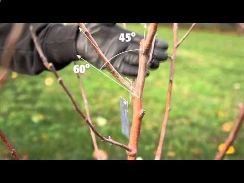 how to prune apple trees, pear trees, and Asian pear trees using the central leader training system.