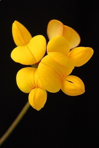 Birdsfoot Trefoil Flower
