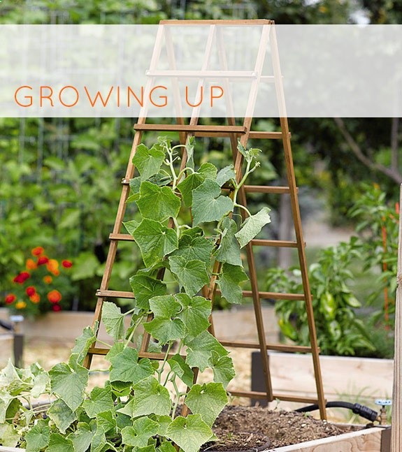 trellis gardening