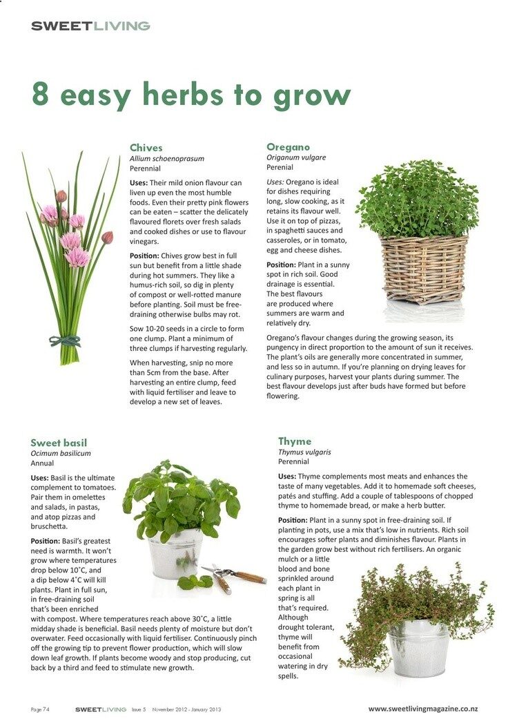 8 easy herbs to grow  Sweet Living Magazine