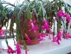 christmas cactus pruning and care