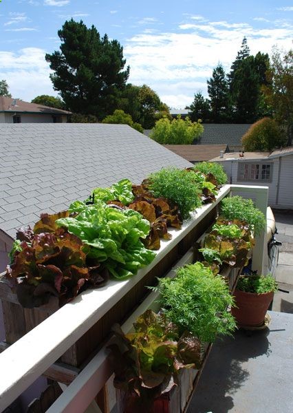 Growing Lettuces and Lemon Gem Marigolds in Window Boxes
