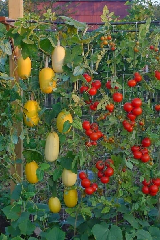 Alternative Gardning: Vertical Gardening For Space Utilization and Landscaping