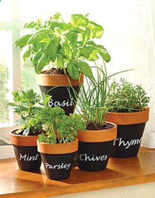Indoor herb garden