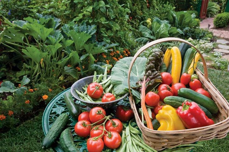 40 Gardening Tips to Maximize Your Harvest – Organic Gardening – MOTHER EARTH NEWS
