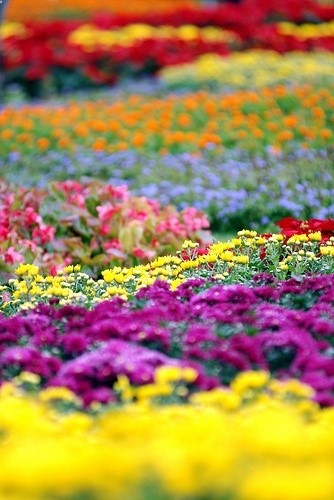 Flower garden by floridapfe, via Flickr