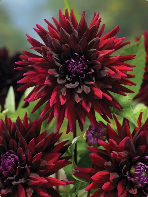 Black Wizard Dahlia