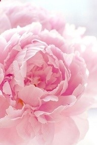pink peony…..a heavenly scent!