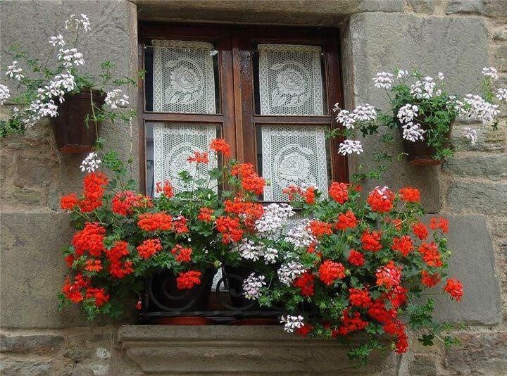 european split leaf geranium