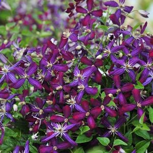 Clematis Sweet Summer Love (Clematis Sweet Autumn) Cherry Vanilla scent, strong bloomer