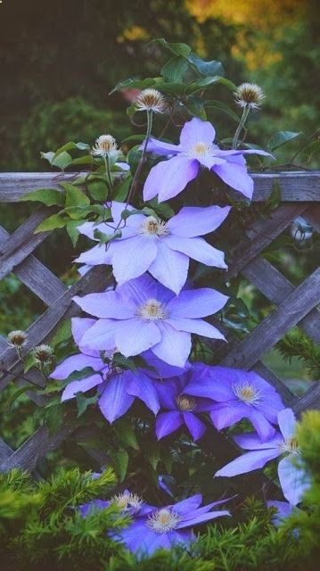 Clematis