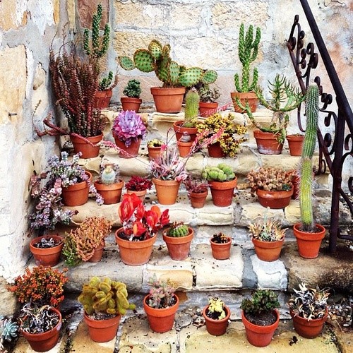 Cacti