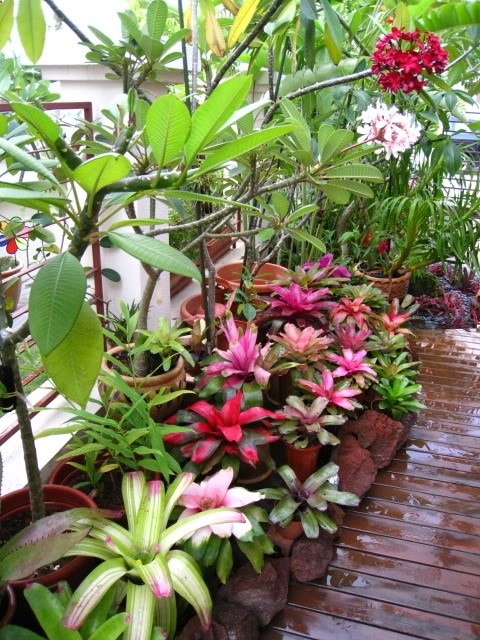 Bromeliads and Plumeria Garden, Florida. Bromeliads do not need to be fertilised. Water when the weather is hot. Likes shade but tolerates sun.