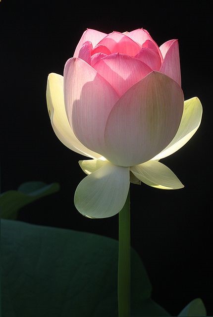 Lotus Flower