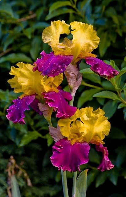 Yellow and Purple #Iris