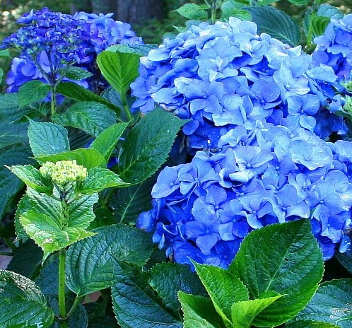 Put a couple of pennies in the soil with your hydrangeas to turn them blue