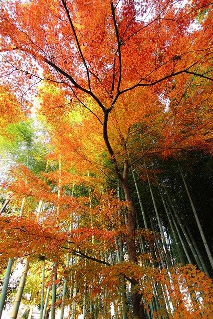 For more Japanese gardening tips, see book, Shamanic Gardening: Timeless Techniques for the Modern Sustainable Garden