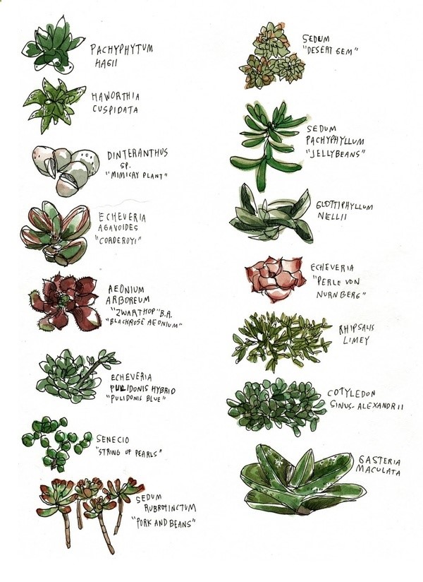 An illustrated guide to knowing your succulents. want all of them