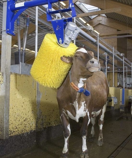 Working at the Cow Wash
