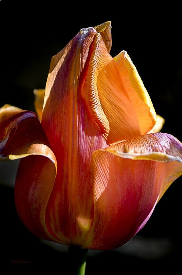 A Burst of Spring Color