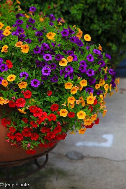lovely color arrangement