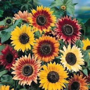 Autumn Beauty sunflower seeds – Garden Seeds – Annual Flower Seeds