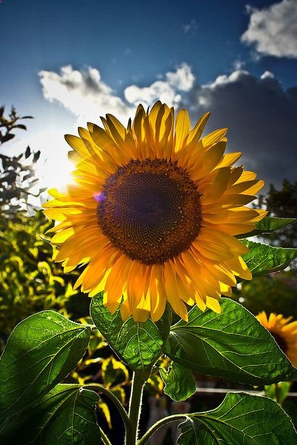 My signature flower in a world full of weeds. My Sunflower will shine forever.